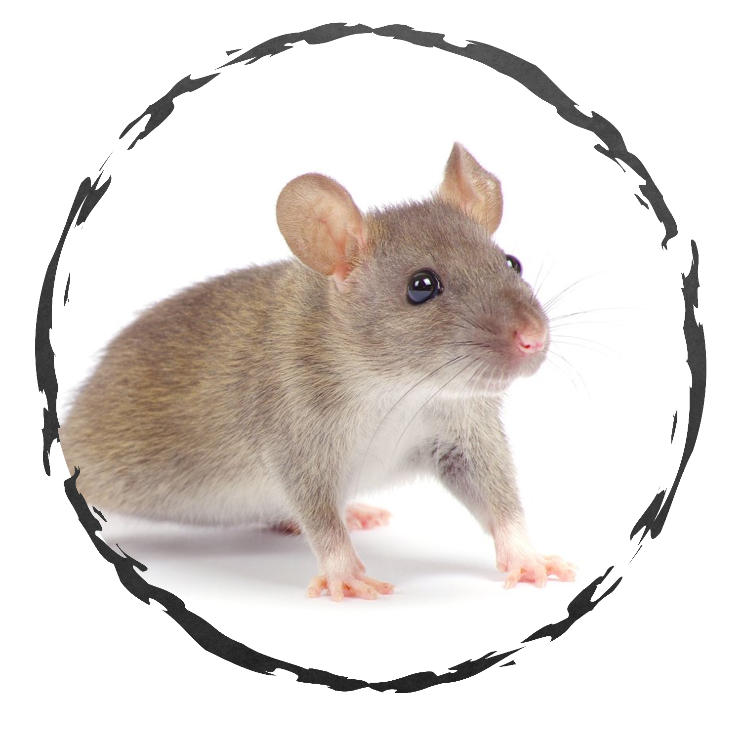 Are These Giant Rodents Taking Over Tennessee? - yvdsduu