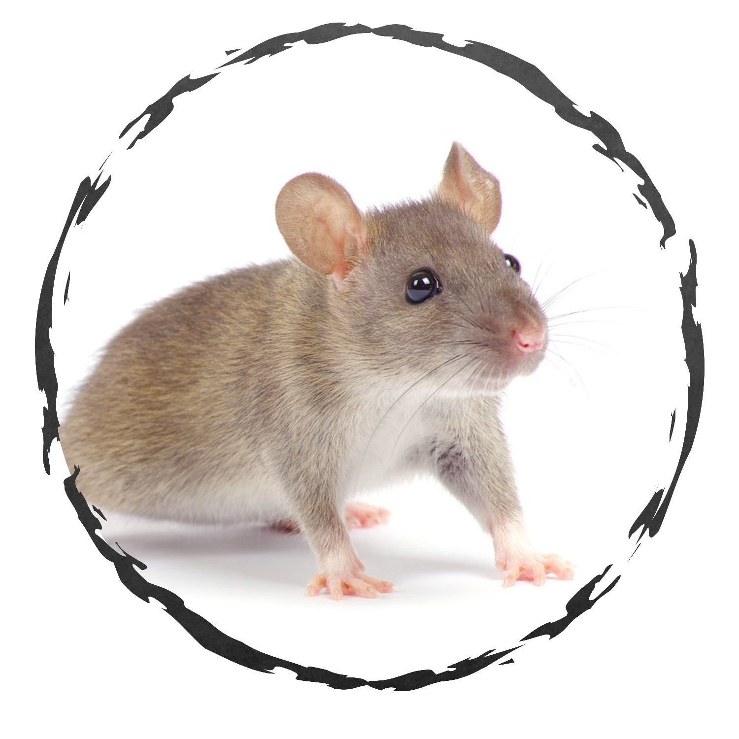 Круг мышь. Мышь на белом фоне. Крыса без фона. Круглая мышь. Крыса на белом фоне.