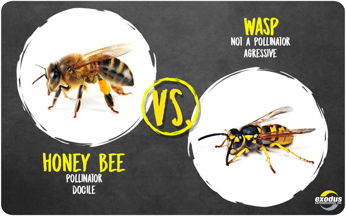 Types of Bees in New Jersey  How to prevent bees from becoming a nuisance